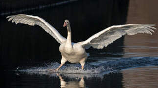 Mute Swan