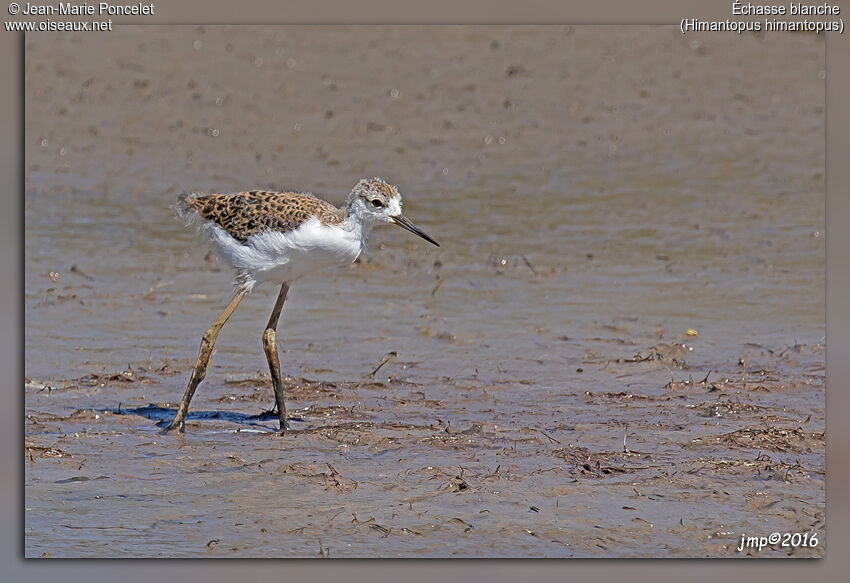 Black-winged Stiltjuvenile