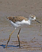 Black-winged Stilt