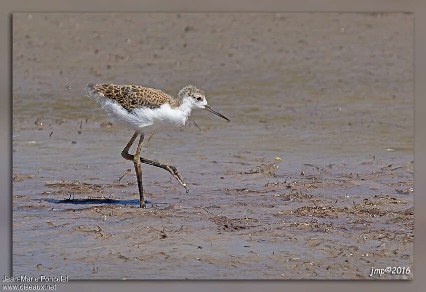 Black-winged StiltPoussin, identification