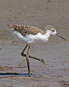 Black-winged Stilt