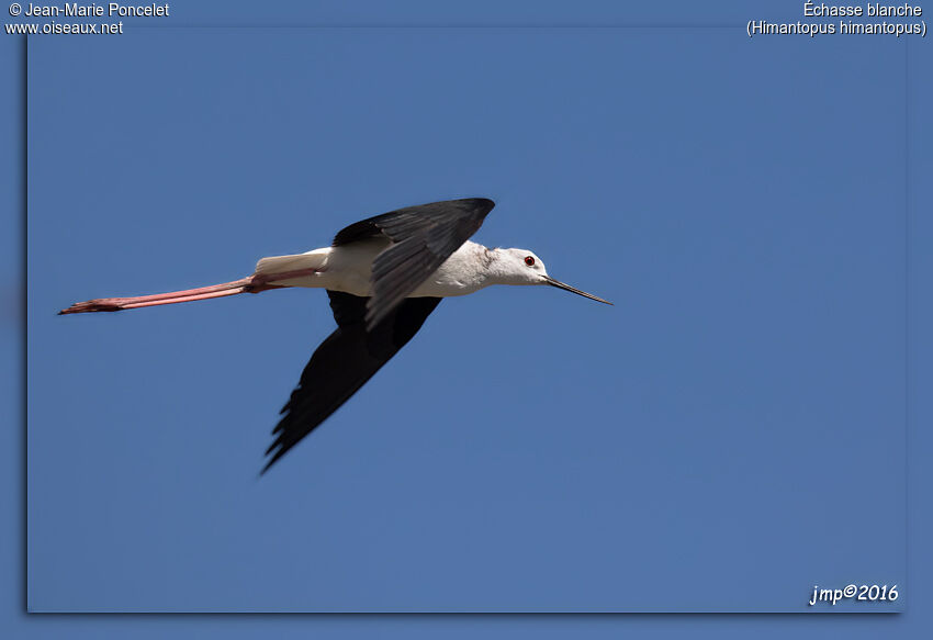 Échasse blanche