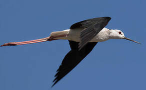 Black-winged Stilt