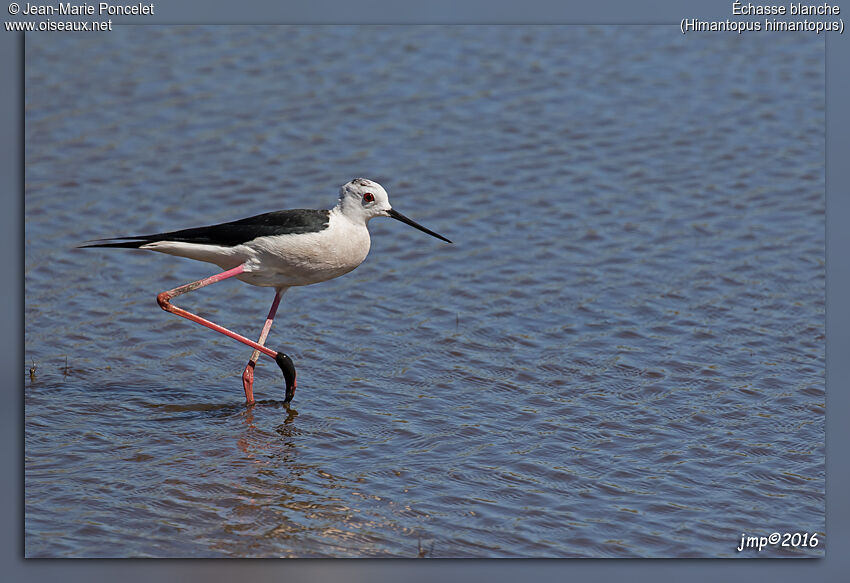 Black-winged Stilt