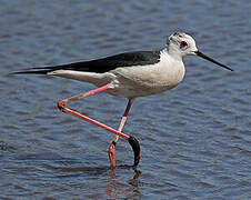 Black-winged Stilt