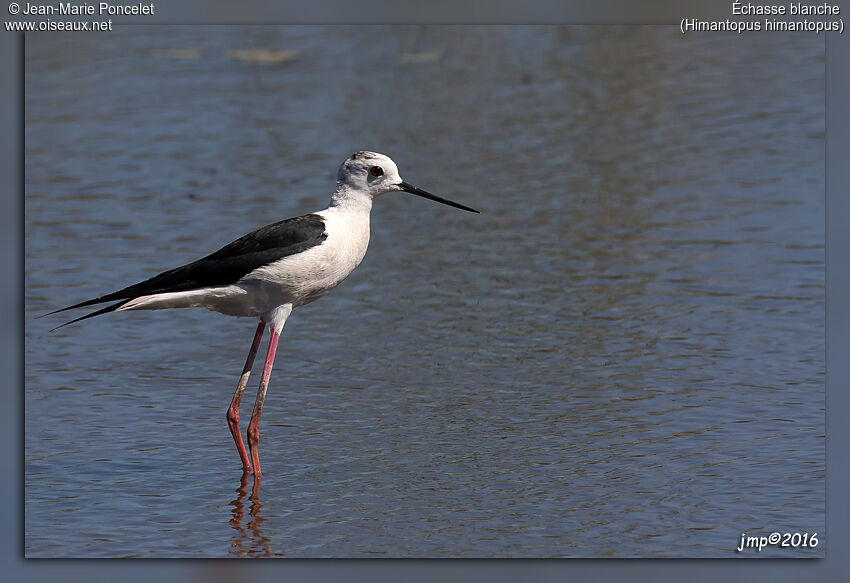 Black-winged Stilt