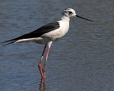 Black-winged Stilt