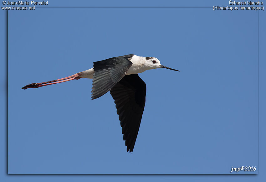 Échasse blanche