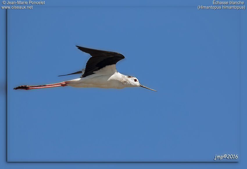 Échasse blanche