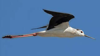 Black-winged Stilt