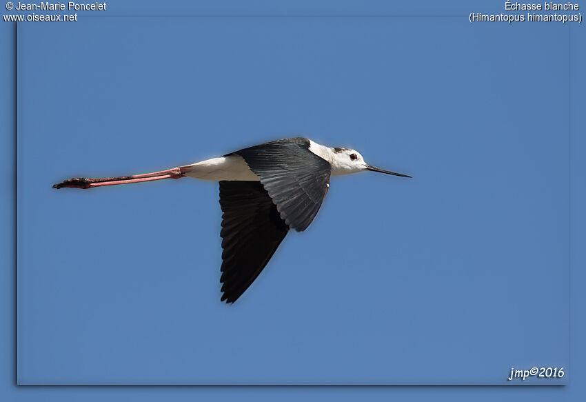 Échasse blanche