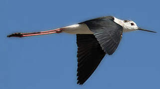 Black-winged Stilt