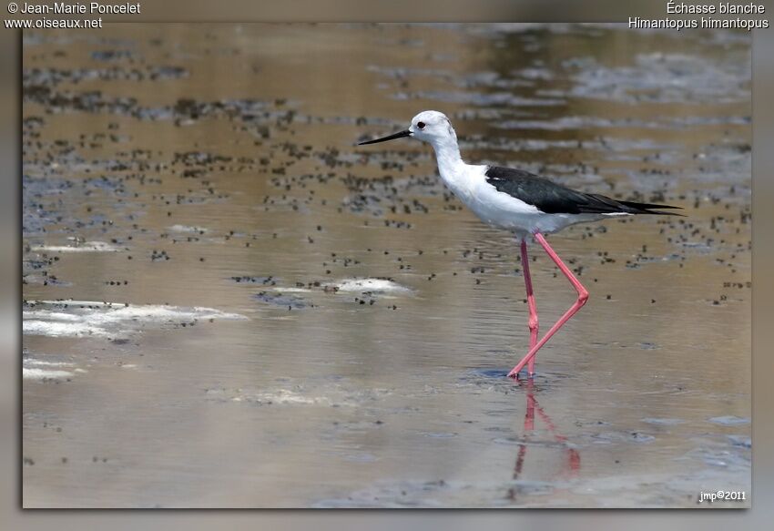 Black-winged Stilt