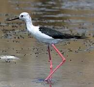 Black-winged Stilt