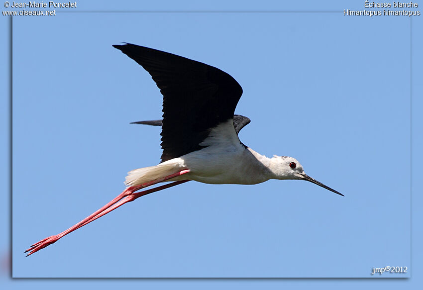 Black-winged Stilt