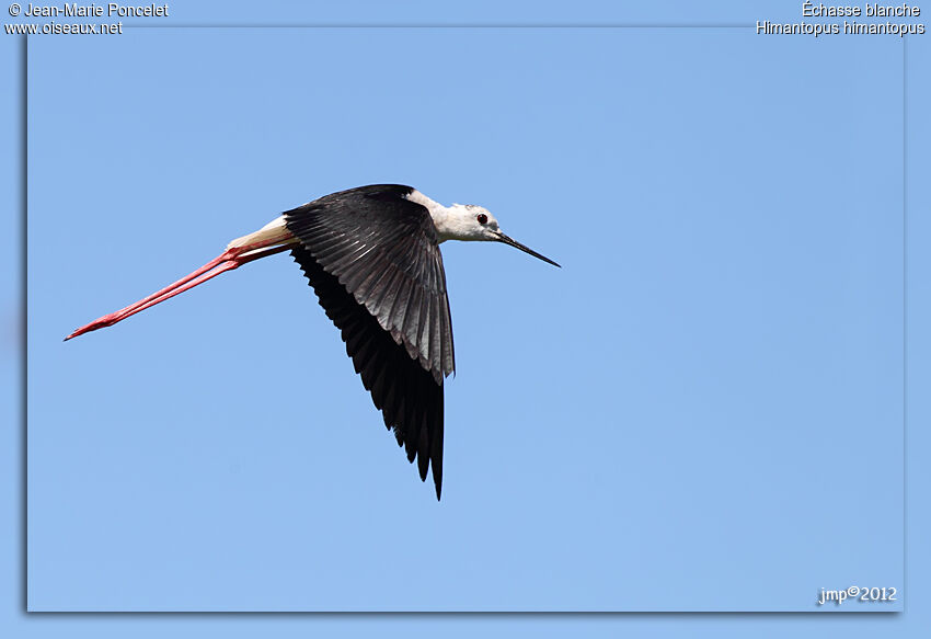 Black-winged Stilt