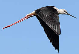 Black-winged Stilt