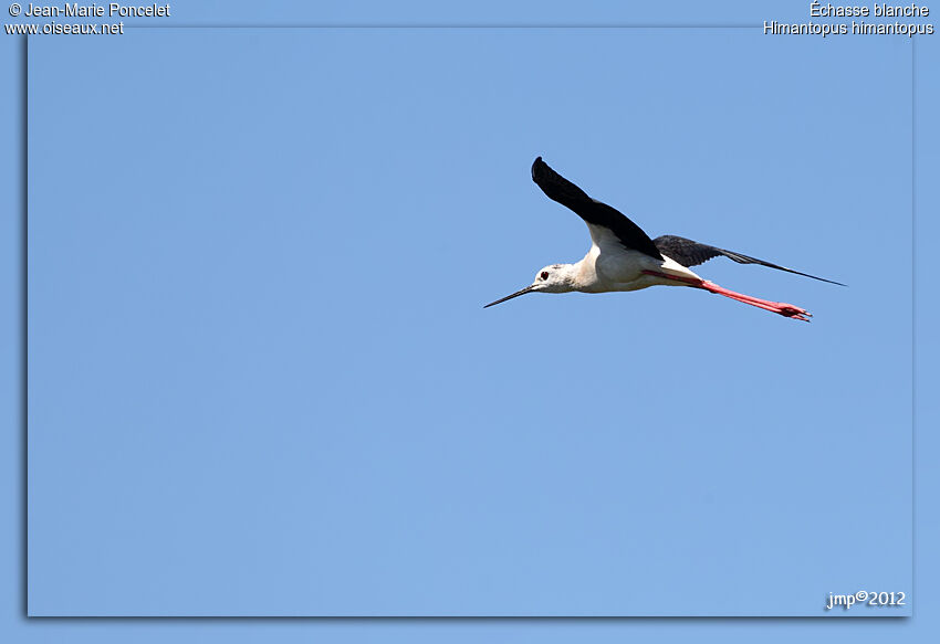 Black-winged Stilt