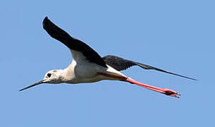 Black-winged Stilt