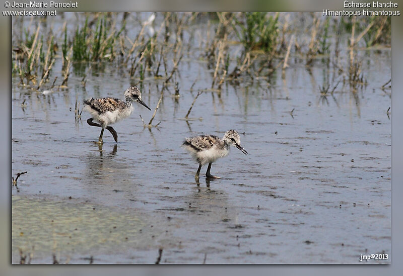 Black-winged Stiltjuvenile