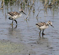 Black-winged Stilt