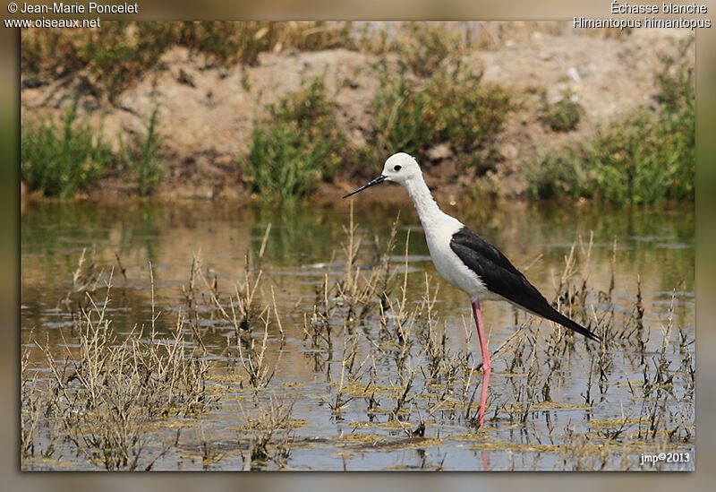 Black-winged Stilt