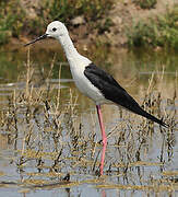 Black-winged Stilt