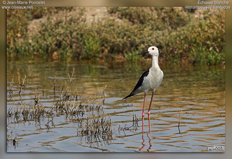 Black-winged Stilt