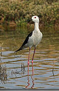 Black-winged Stilt