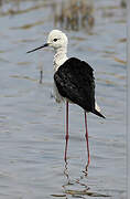 Black-winged Stilt