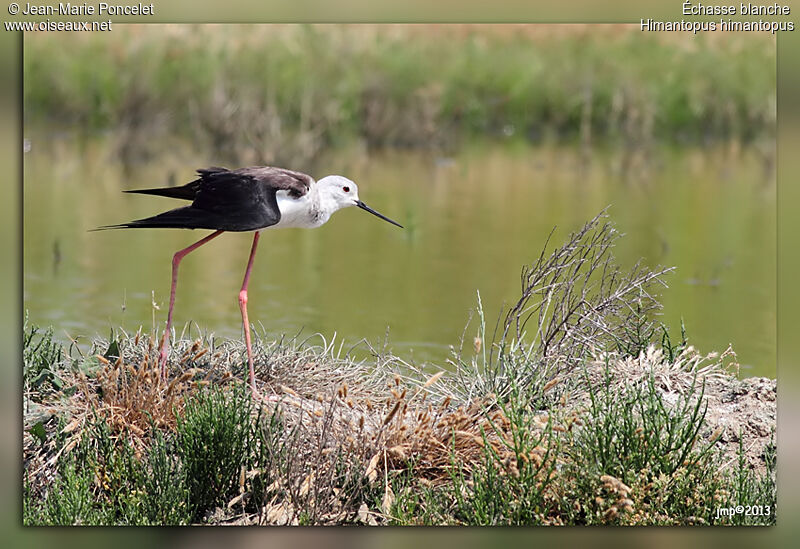 Black-winged Stilt