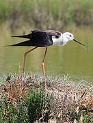 Black-winged Stilt