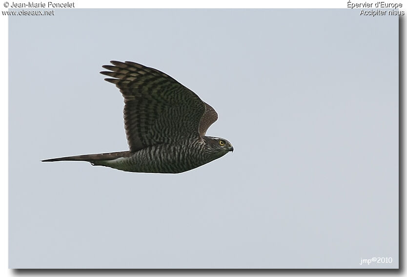 Eurasian Sparrowhawk