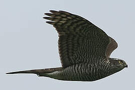 Eurasian Sparrowhawk