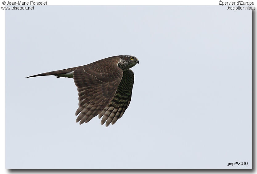 Eurasian Sparrowhawk