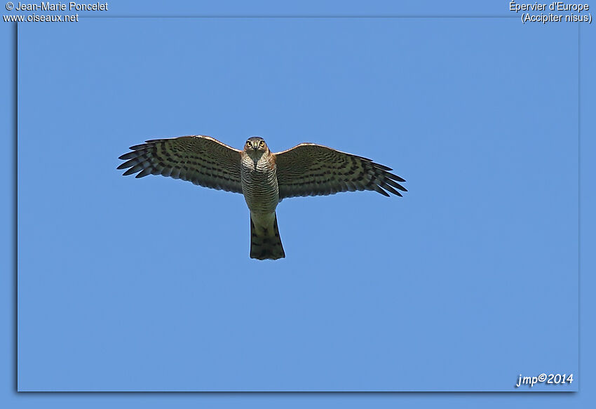 Eurasian Sparrowhawk