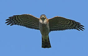 Eurasian Sparrowhawk