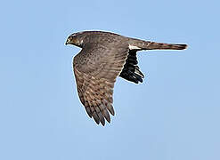 Eurasian Sparrowhawk