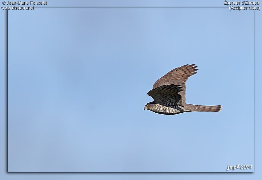 Eurasian Sparrowhawk