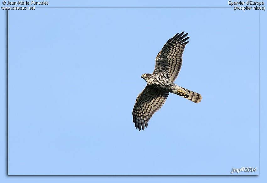 Eurasian Sparrowhawk