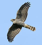 Eurasian Sparrowhawk