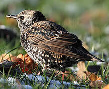 Common Starling