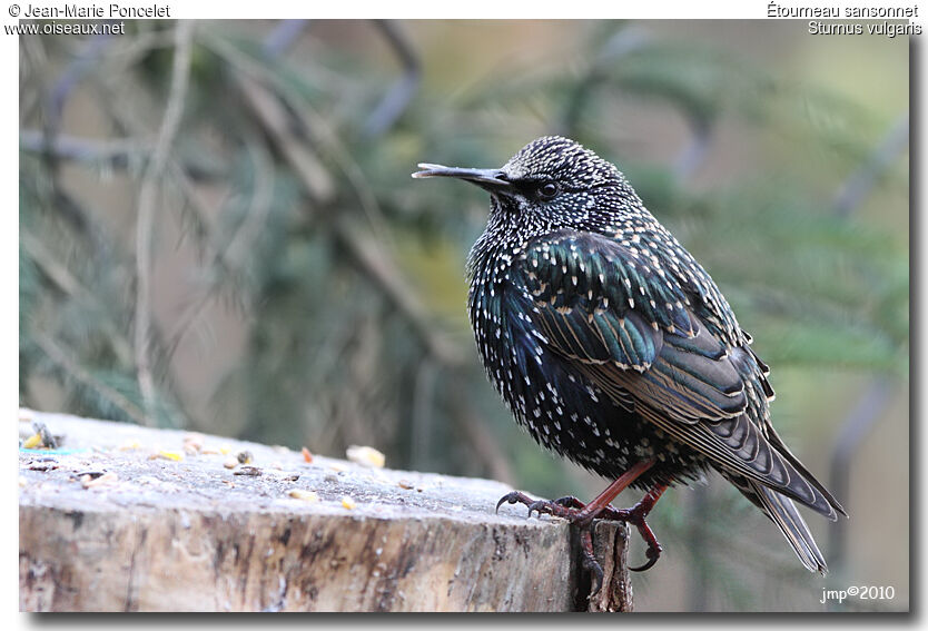 Common Starling