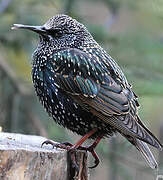 Common Starling