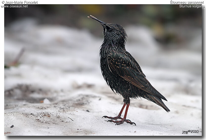 Common Starling