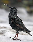 Common Starling