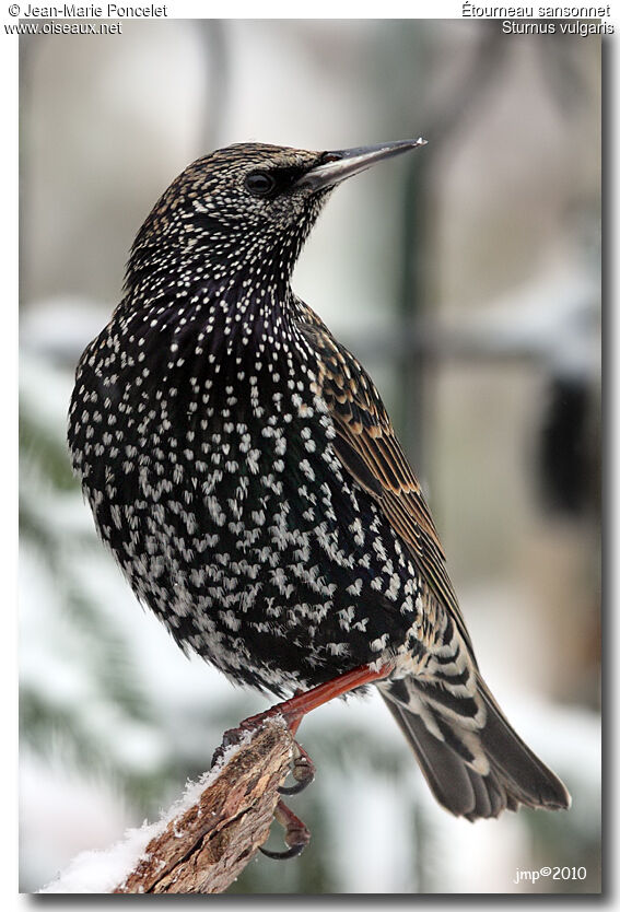 Common Starling