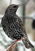 Common Starling