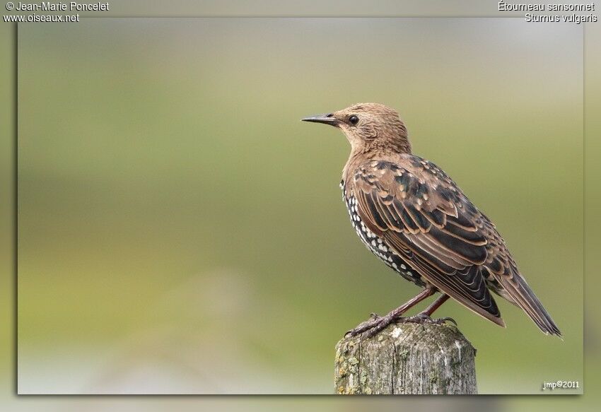 Common Starling