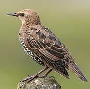 Common Starling